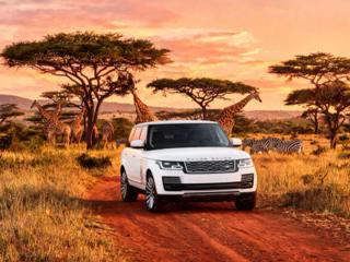 Bel Range Rover z žirafami in zebrami v savani ob sončnem zahodu